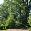 groenleeuw.jpg