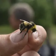 De zeldzame veldhommel