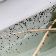 Deze kikkervisjes groeien uit tot knoflookpadden