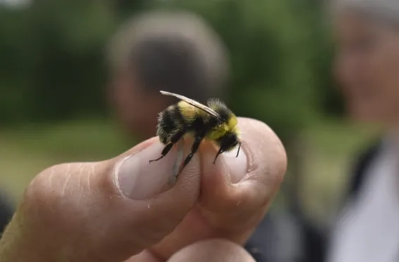 De zeldzame veldhommel
